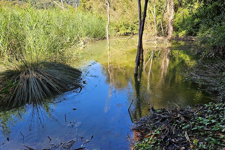 Discesa in un cratere green: 230 ettari di boschi con inversione vegetazionale: un bagno di foresta allietato dai vini dei Campi Flegrei