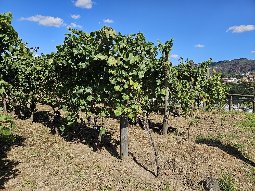 Discesa in un cratere green: 230 ettari di boschi con inversione vegetazionale: un bagno di foresta allietato dai vini dei Campi Flegrei