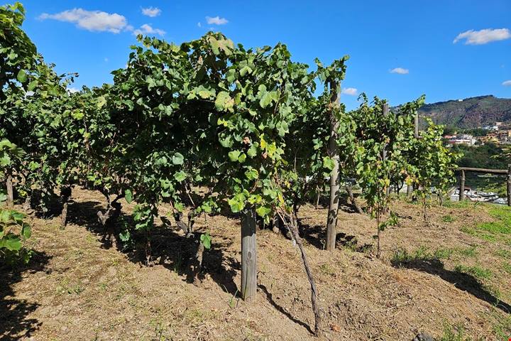 Discesa in un cratere green: 230 ettari di boschi con inversione vegetazionale: un bagno di foresta allietato dai vini dei Campi Flegrei