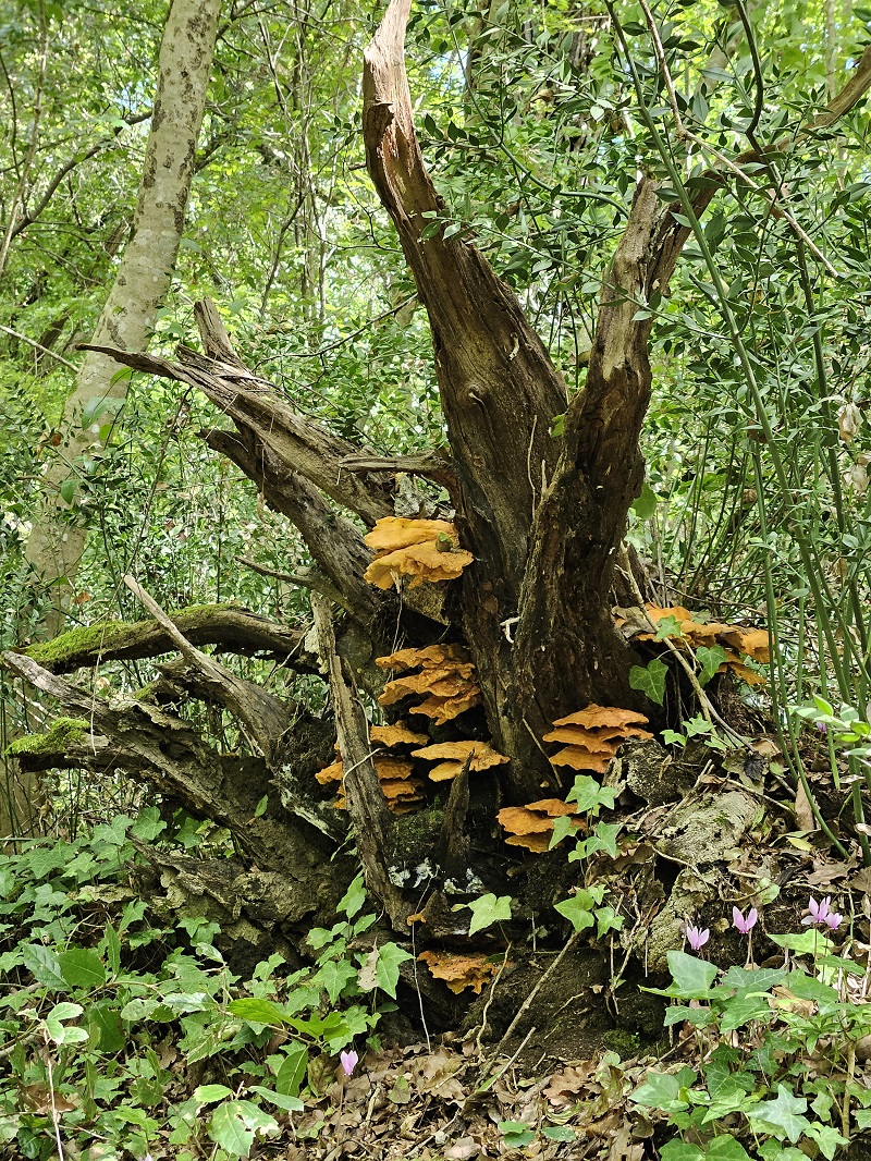 Discesa in un cratere green: 230 ettari di boschi con inversione vegetazionale: un bagno di foresta allietato dai vini dei Campi Flegrei