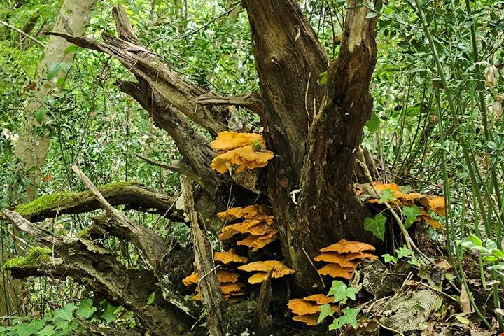 Discesa in un cratere green: 230 ettari di boschi con inversione vegetazionale: un bagno di foresta allietato dai vini dei Campi Flegrei