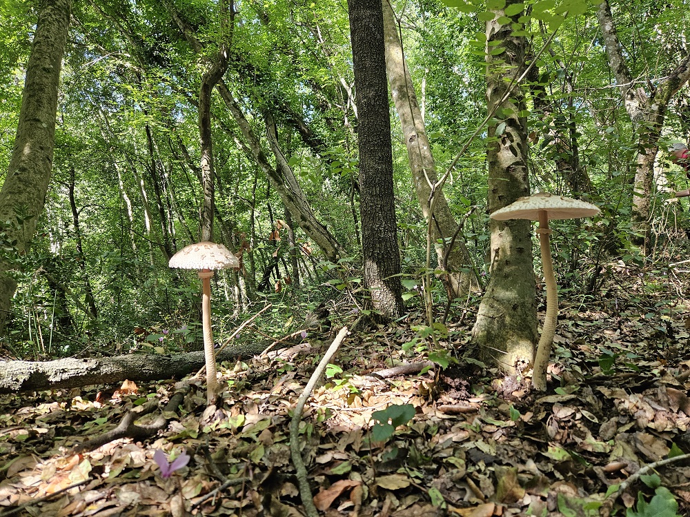 Discesa in un cratere green: 230 ettari di boschi con inversione vegetazionale: un bagno di foresta allietato dai vini dei Campi Flegrei