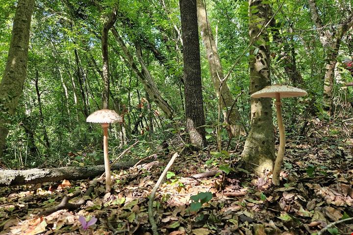 Discesa in un cratere green: 230 ettari di boschi con inversione vegetazionale: un bagno di foresta allietato dai vini dei Campi Flegrei