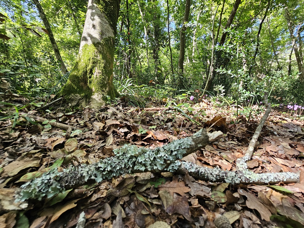 Discesa in un cratere green: 230 ettari di boschi con inversione vegetazionale: un bagno di foresta allietato dai vini dei Campi Flegrei