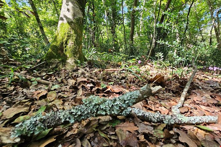 Discesa in un cratere green: 230 ettari di boschi con inversione vegetazionale: un bagno di foresta allietato dai vini dei Campi Flegrei