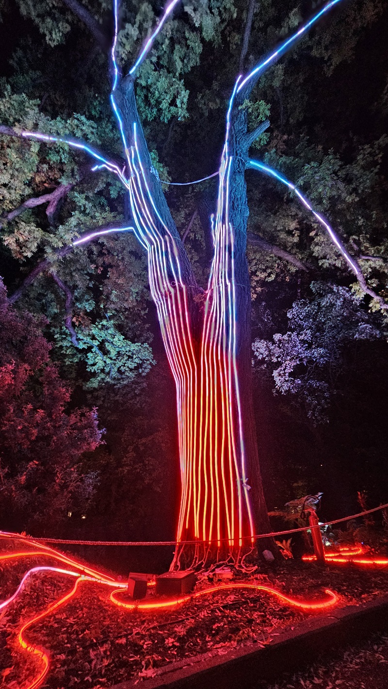 Trame di luce: all’Orto Botanico di Roma una nuova edizione della mostra sensoriale immersiva di light art con un percorso ricco di novità