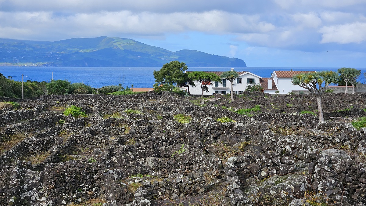 L’isola vulcanica tra Boston e Lisbona che narra storie di lava e di vini, un tempo apprezzati anche dagli zar di Russia
