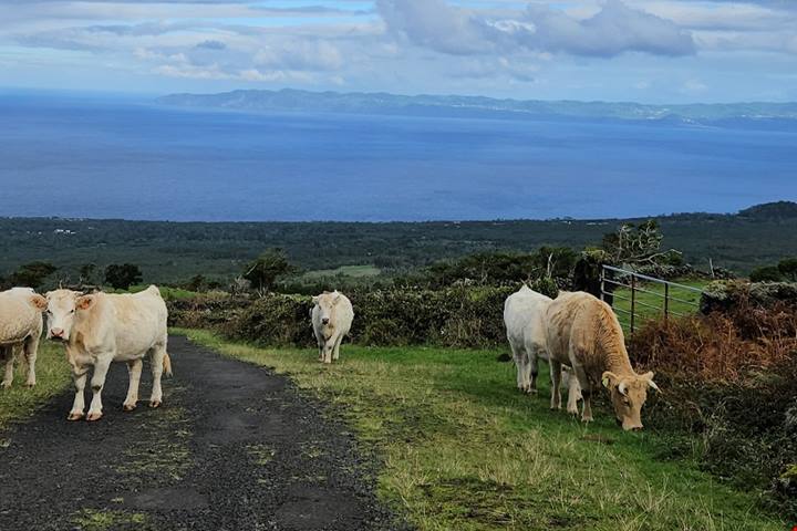L’isola vulcanica tra Boston e Lisbona che narra storie di lava e di vini, un tempo apprezzati anche dagli zar di Russia