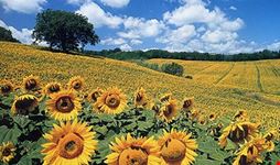 Campagna toscana