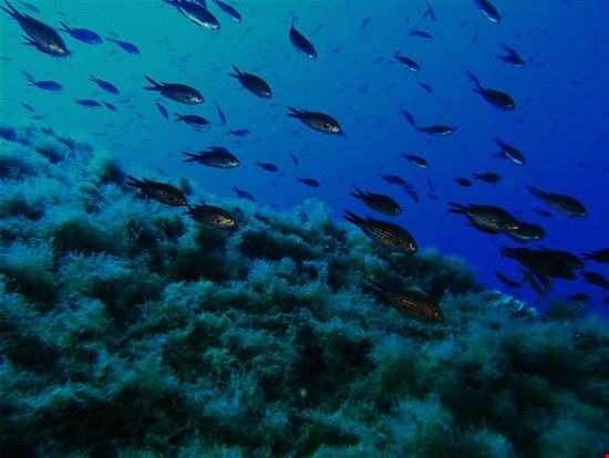 Sport subacquei - Grazie all' ottima visibilità, i fondali dell' Isola Del Giglio sono fra i migliori del mondo. - massimiliano marsalli - massimiliano marsalli