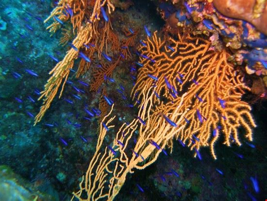 Sport subacquei Divertiti insieme alla grande varietà di pesci. massimiliano marsalli massimiliano marsalli