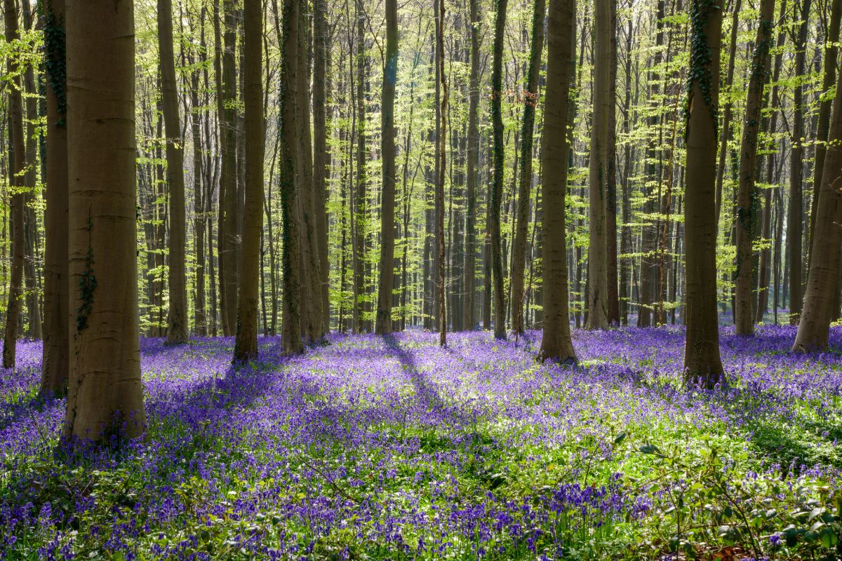 Bruxelles Foresta Blu (1)
