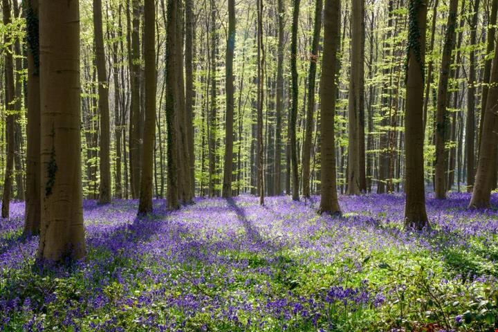 Bruxelles Foresta Blu (1)