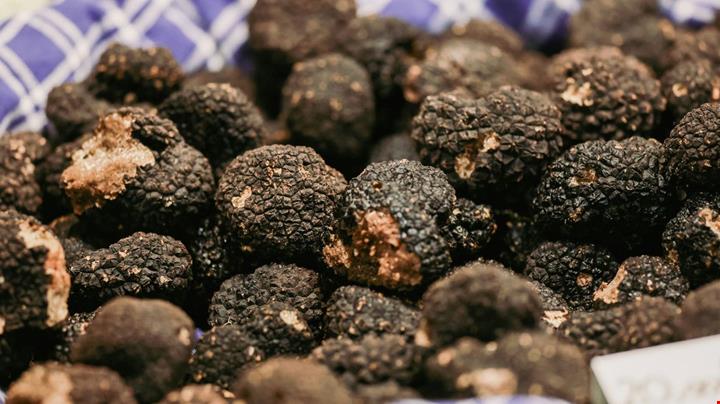tartufo_2537014603