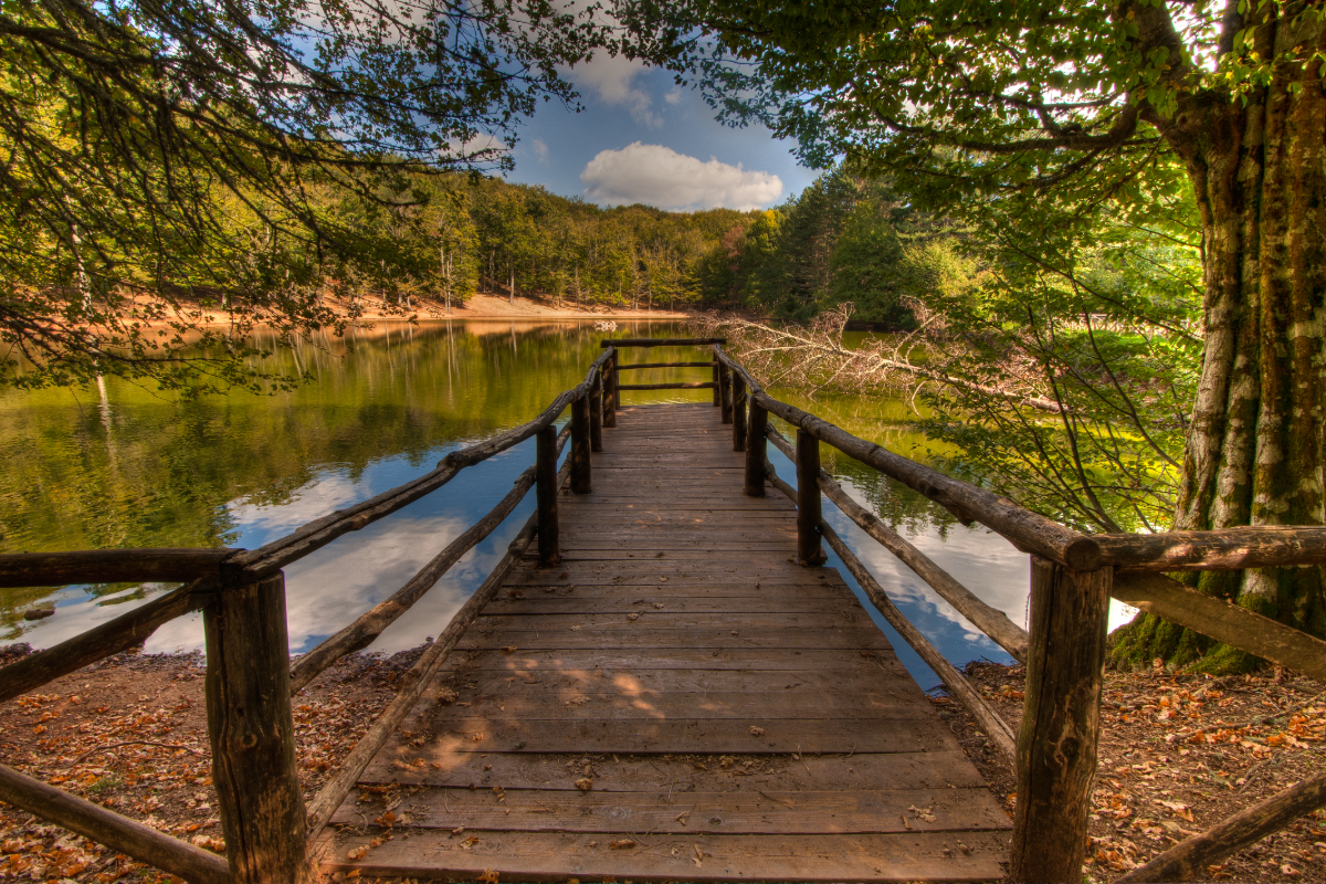 Il suo nome trae in inganno ma la sua bellezza no: ecco dove si trova l'unica e sola Foresta Umbra che non si trova in Umbria