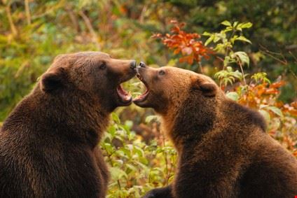 Alpenzoo - Autore: technotr. Fonte: ©iStockphoto.com - technotr. ©iStockphoto.com - technotr. ©iStockphoto.com