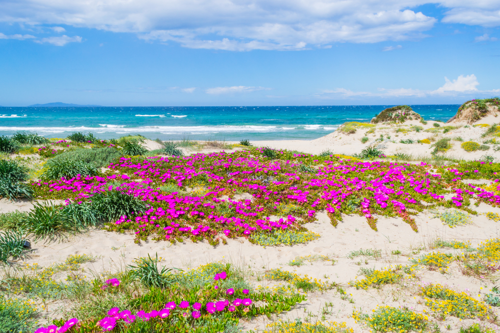 15 chilometri di radiosa bellezza: è lei la spiaggia più lunga d’Italia, ed è la spiaggia da record della Sardegna