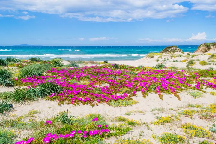 15 chilometri di radiosa bellezza: è lei la spiaggia più lunga d’Italia, ed è la spiaggia da record della Sardegna