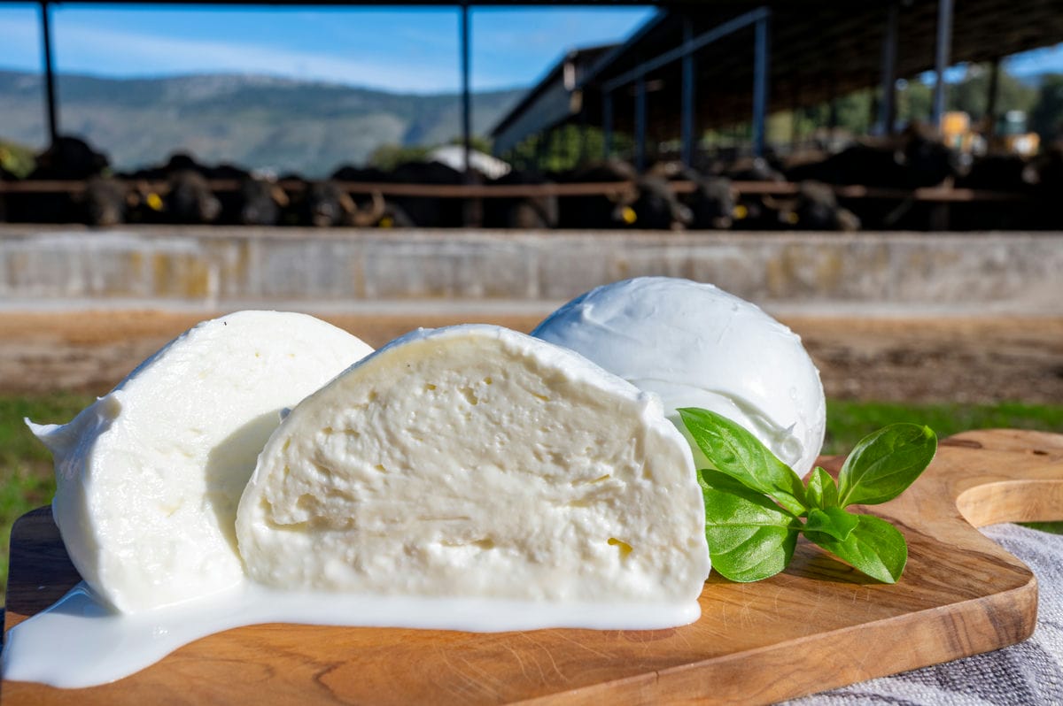 Mozzarella di Bufala_2108593043