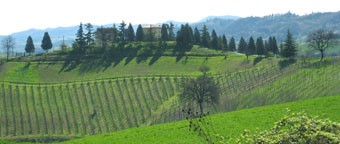 campi intorno all'azienda vinicola
