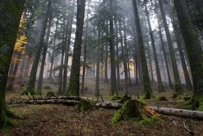 Le abetine