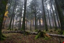 Le abetine
