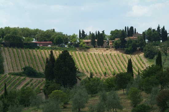 Vigne - Vineyards 