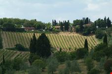 Vigne - Vineyards 