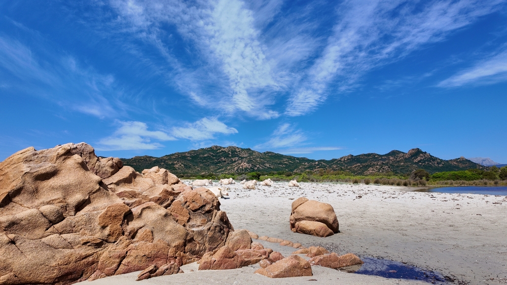 La spiaggia dove le mucche prendono il sole non è un fotomontaggio: esiste ed è in Italia