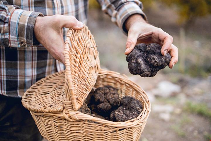 tartufo