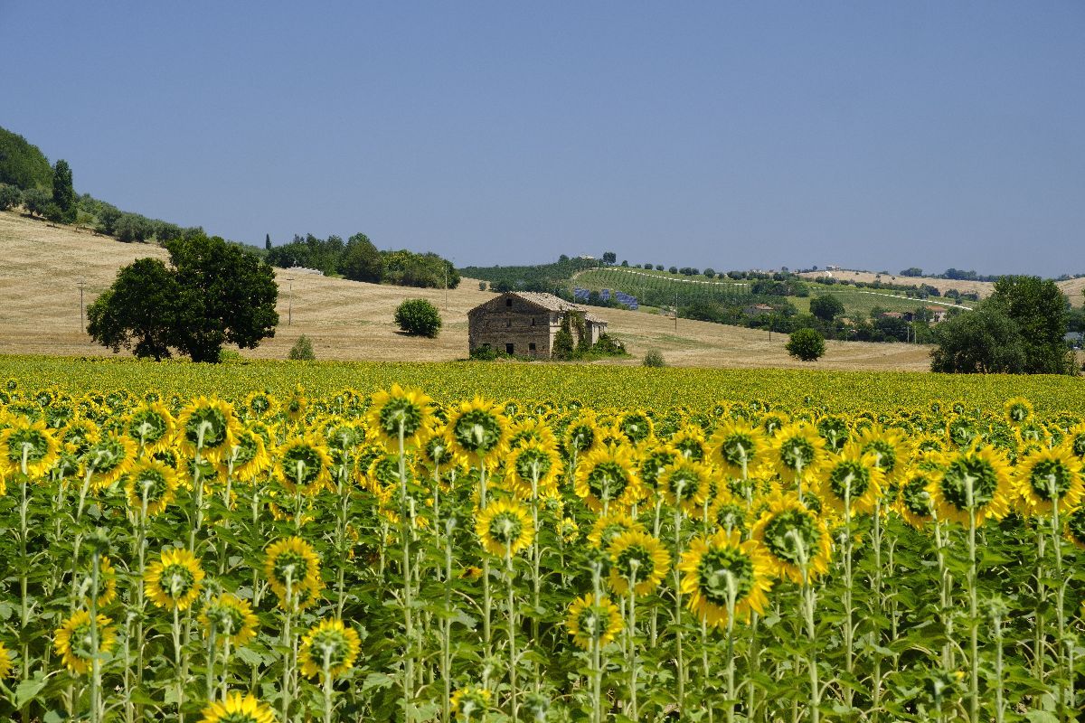 montefano