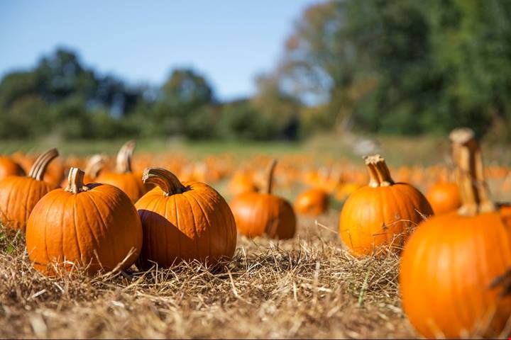Non devi volare fino in America: a ottobre visita questi campi di zucche in Italia per un autunno indimenticabile