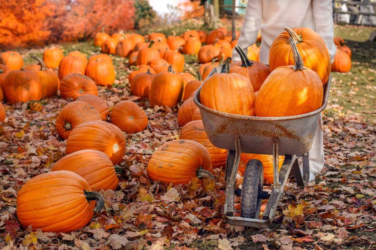 Non devi volare fino in America: a ottobre visita questi campi di zucche in Italia per un autunno indimenticabile