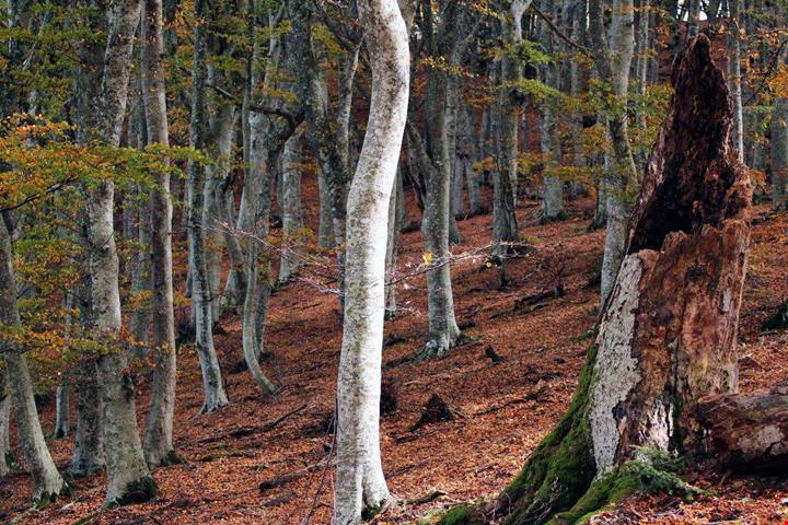 A circa 1000 metri si trova una delle faggete più belle dove puoi ammirare il foliage in Italia