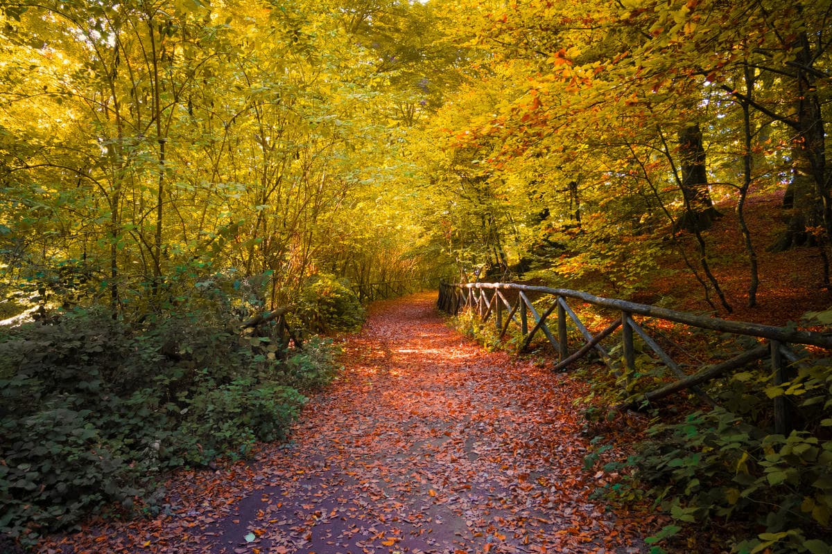 In questi posti segreti a due passi da Roma puoi ammirare il foliage più bello dell'autunno 2025