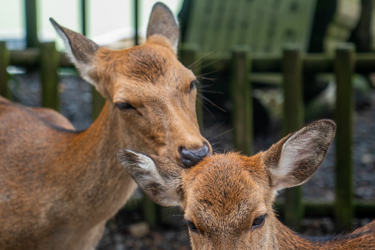 Alla scoperta della vera anima del Giappone: tradizione, cultura e bellezza senza tempo