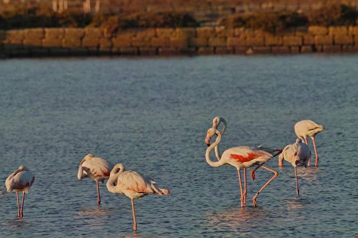 Fenicotteri e distese di sale: è il paradiso rosa della Sicilia, un luogo dove l'inverno sembra scomparire