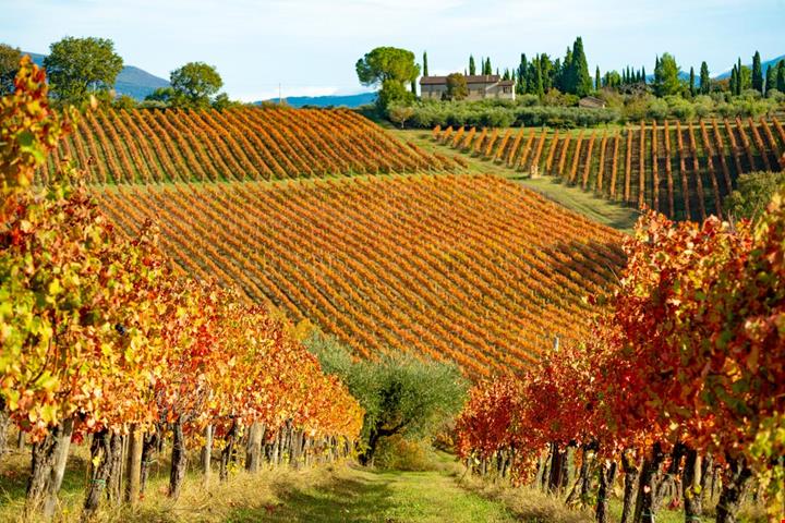 cantine_etiche_2201750845