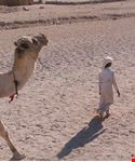 hurgada bimbo con il suo cammello