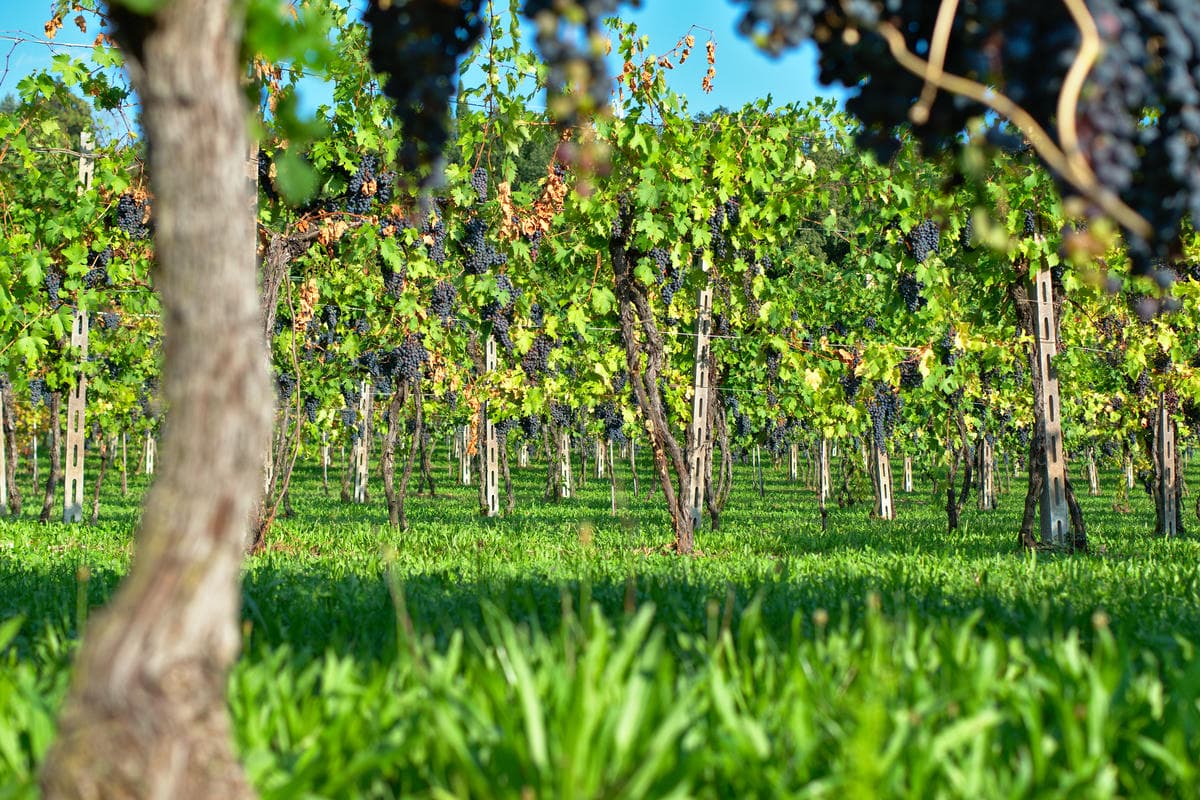 La Parigi di campagna si trova in Italia: tra le sue colline la bellezza d'artista la fa da padrona
