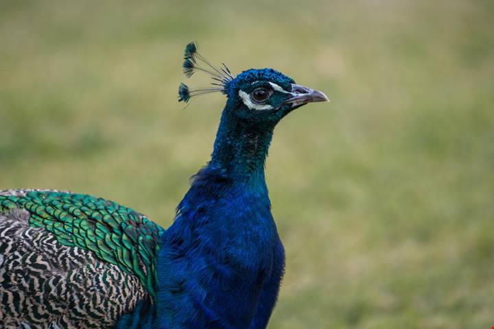Mare e natura selvaggia a pochi chilometri da Genova: il parco segreto perfetto per un weekend surreale in ogni stagione