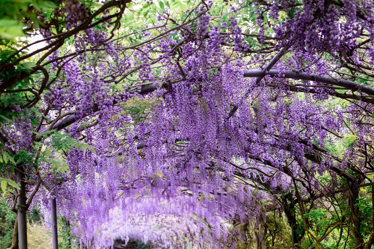 Un tunnel naturale che dura solo 10 giorni: in Toscana per scoprire la meraviglia dei fiori viola