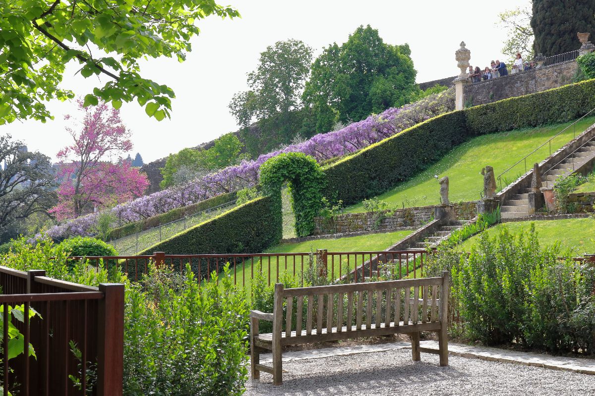 Un tunnel naturale che dura solo 10 giorni: in Toscana per scoprire la meraviglia dei fiori viola