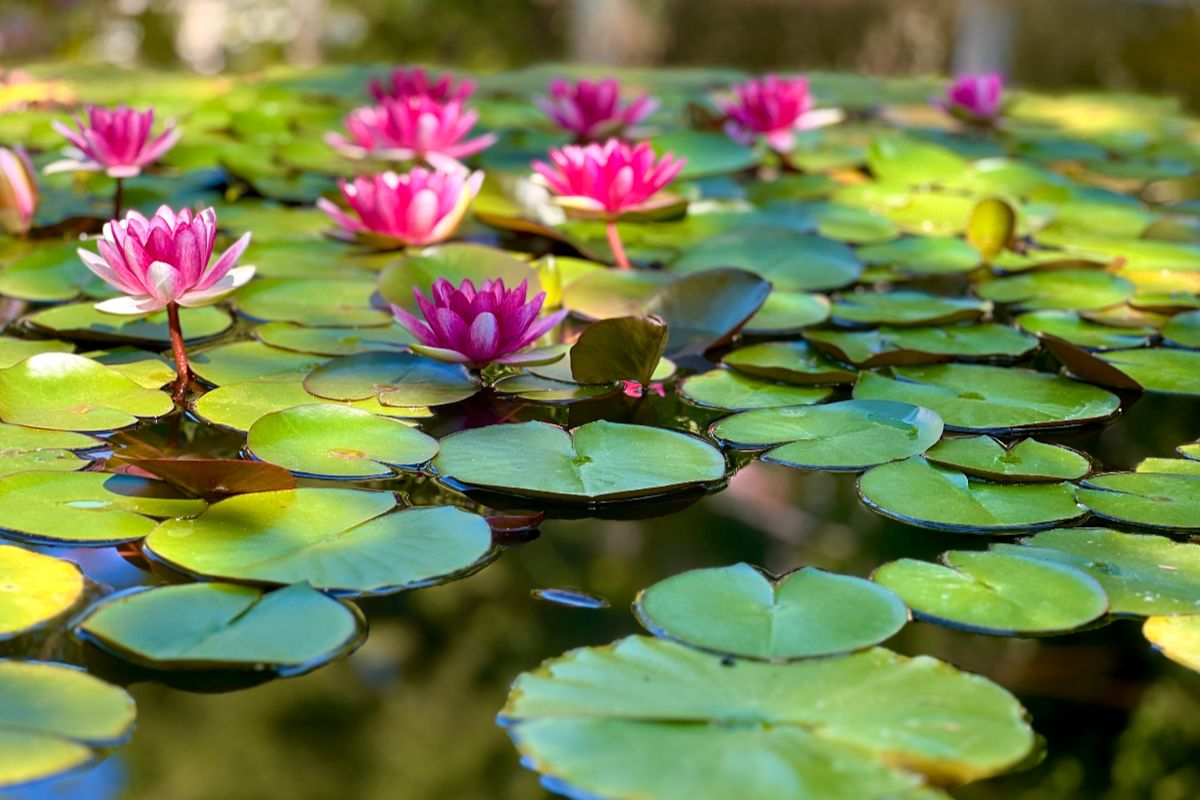 In Italia c'è un lago che si riempie di fiori di loto a primavera, ed è il posto più bello dove sognare di essere in Giappone