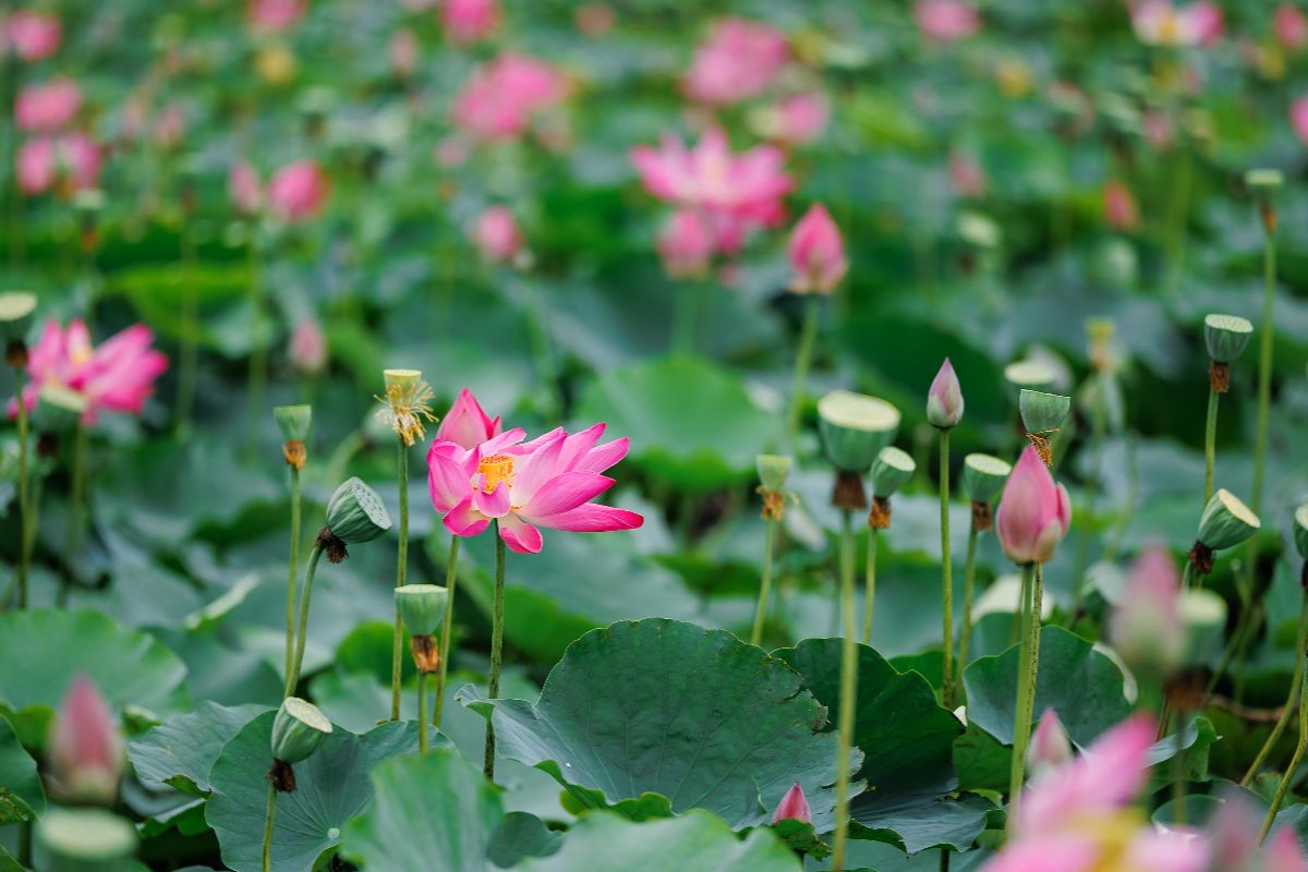 In Italia c'è un lago che si riempie di fiori di loto a primavera, ed è il posto più bello dove sognare di essere in Giappone