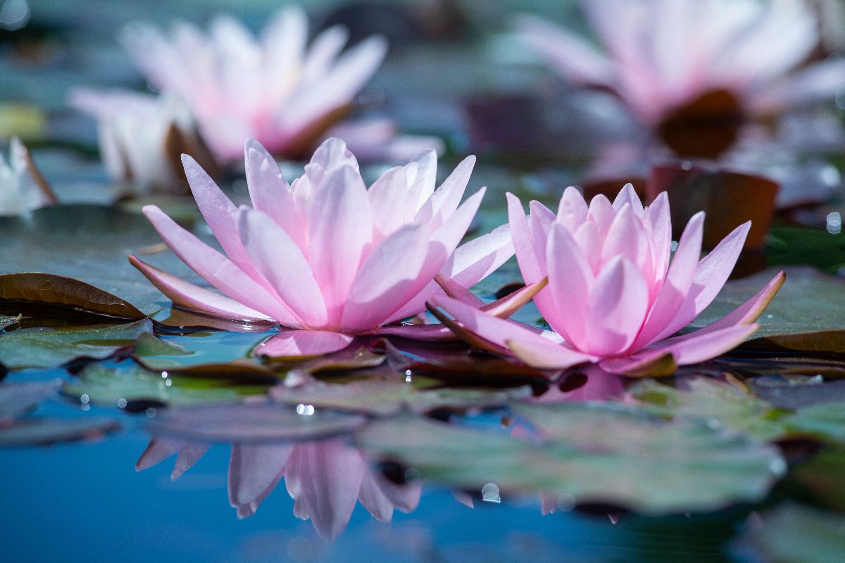Fiori di Loto
