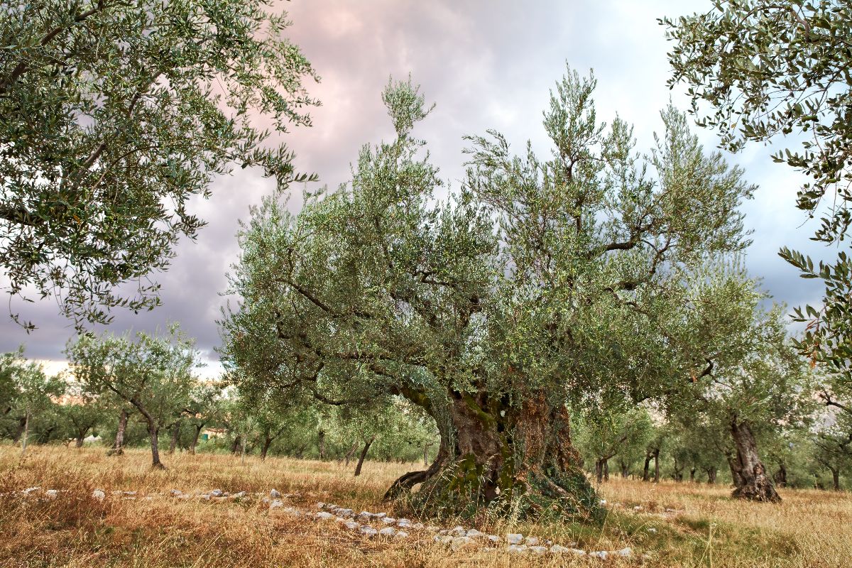 Non è la solita Umbria: alla scoperta del borgo medievale che ospita un ulivo risalente all'Antica Roma