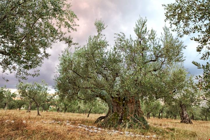 Non è la solita Umbria: alla scoperta del borgo medievale che ospita un ulivo risalente all'Antica Roma