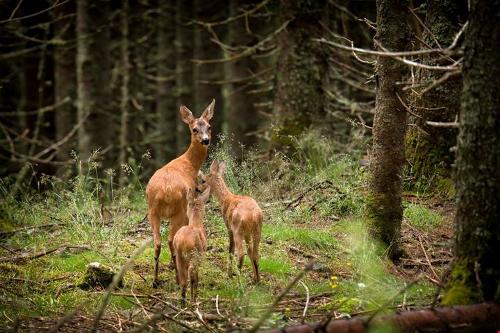 È la più grande area selvaggia d'Italia: 17mila ettari di verde per vivere il vero Piemonte a primavera