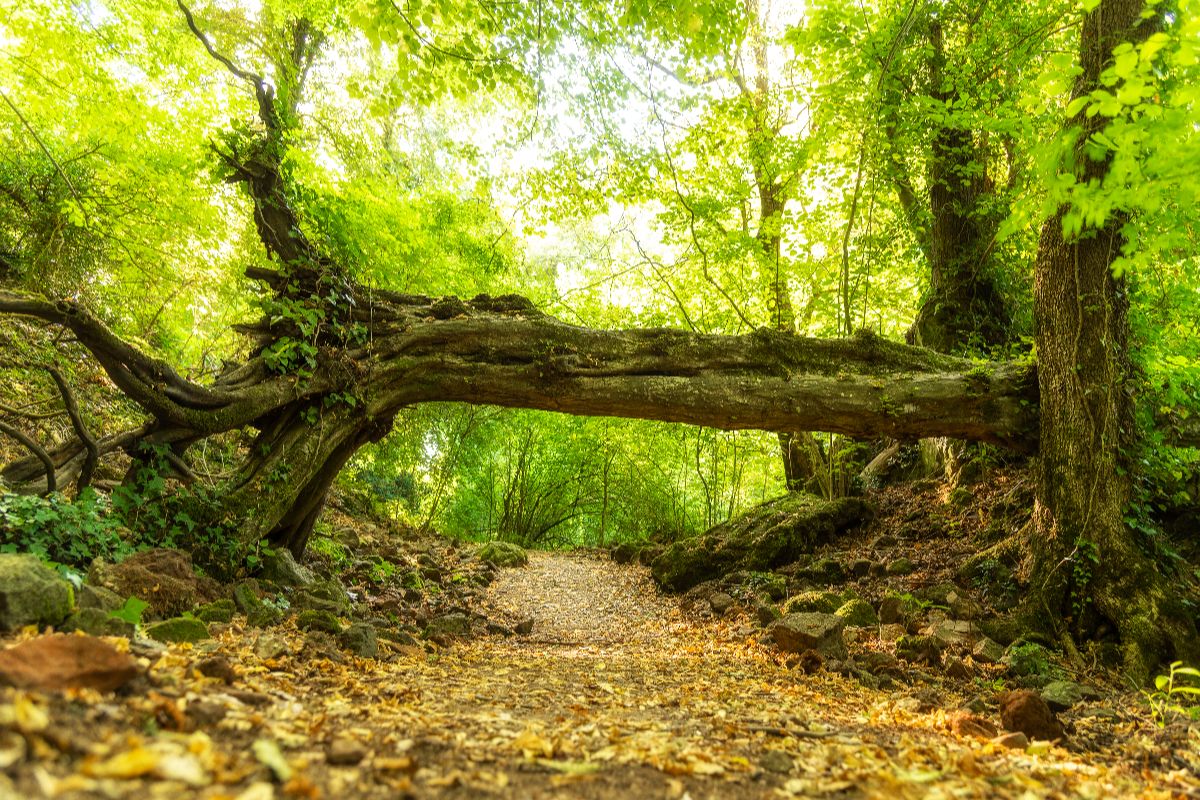 A due passi da Viterbo c'è la foresta di Biancaneve: il sentiero segreto tra massi lavici e alberi secolari